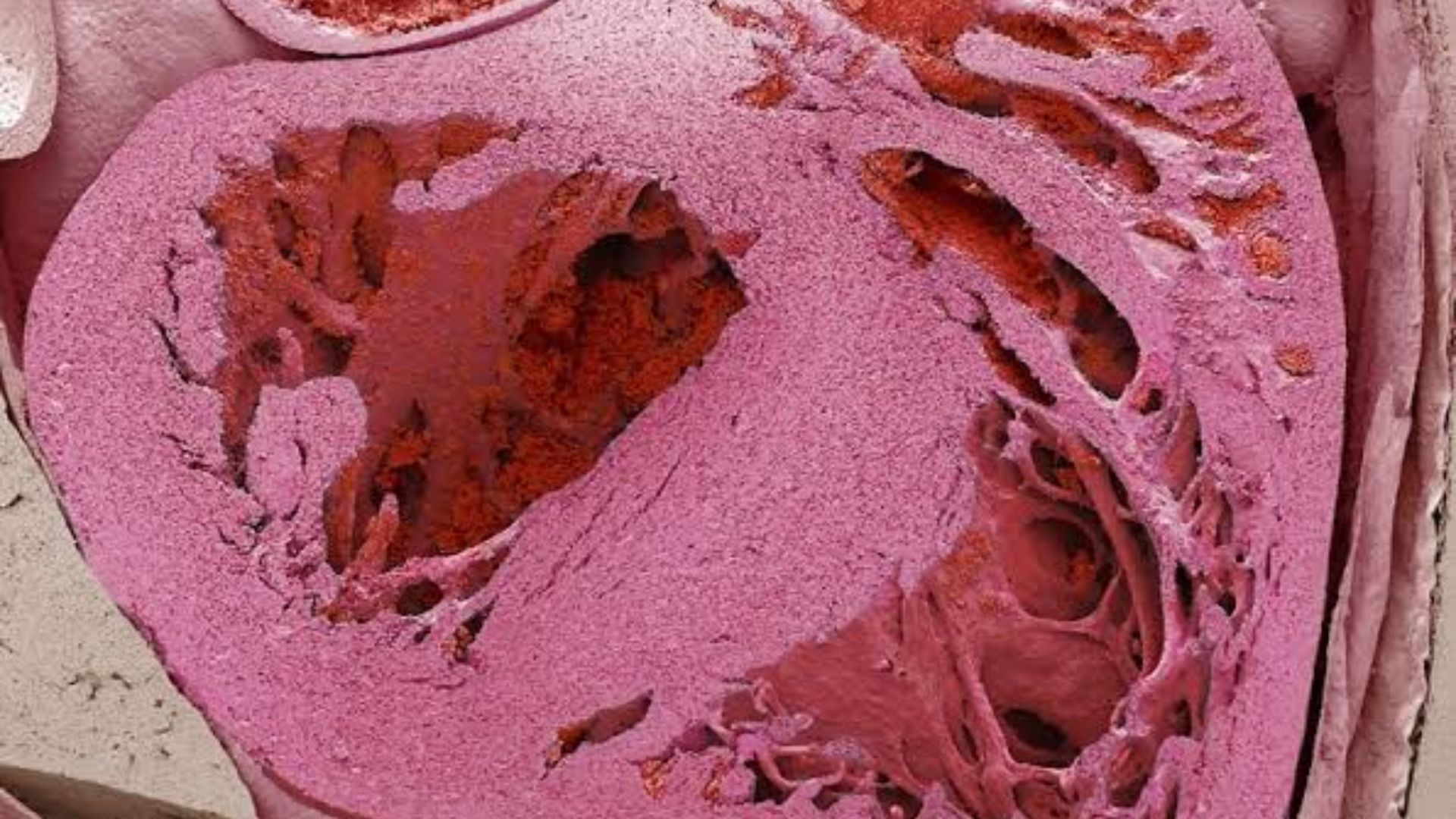 The ‘little brain’ helping your heart survive stress